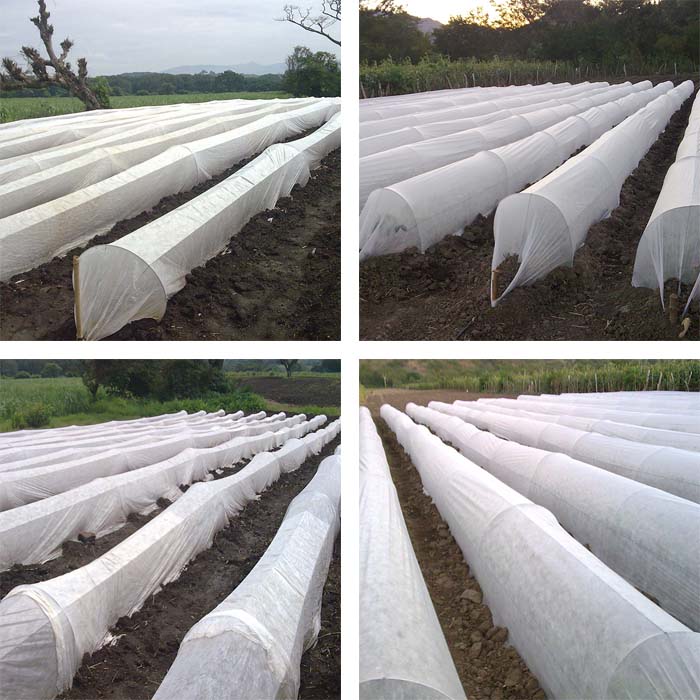 Agriculture Greenhouse Ground Cover