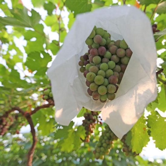 Non-woven grape cover